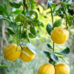 Die Natur Nordzyperns Adobe Stock 64CA765F-1DF7-45BF-A97B-28604E6D2DA8