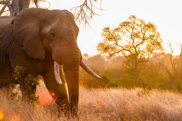Südafrika Roadtrip: Wildlife Glamping & Safari Adventure