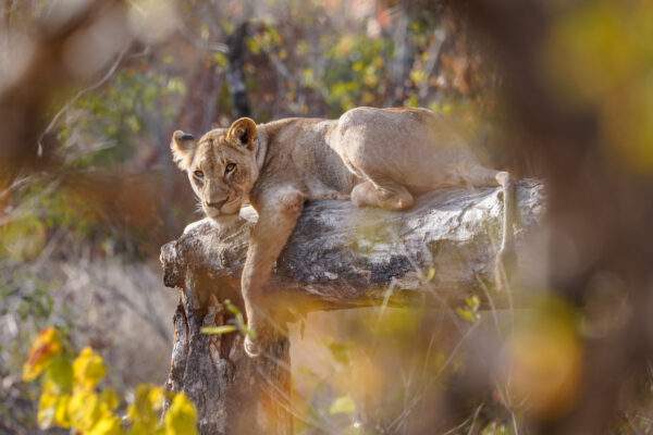Südafrika & Mauritius: Wildlife Glamping trifft Island Adventure