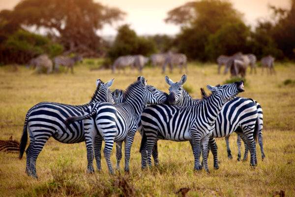 Südafrika Roadtrip: Abenteuer zwischen Krüger, Kap & Küste