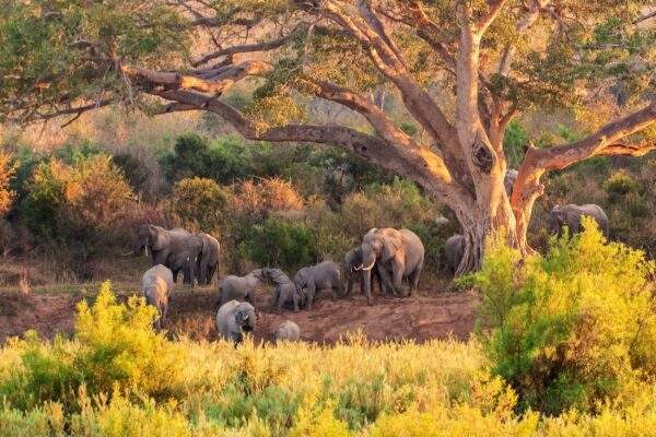 Südafrika Roadtrip: Wildlife Glamping & Safari Adventure