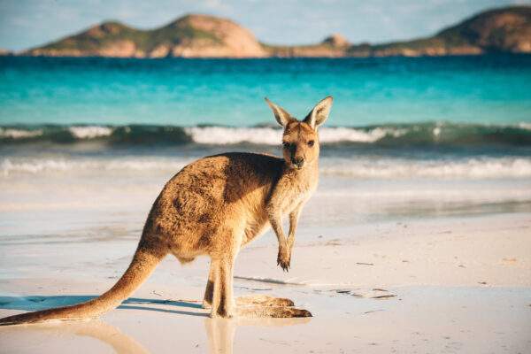 Australian Roadtrip: East Coast & Nature Adventure!