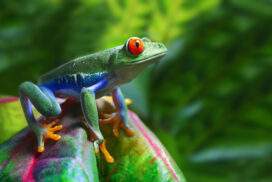 Costa Rica & Panama: Tukan trifft Traumstrand!