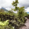 Costa Rica Bucketlist- Jungle Nights & Pura Vida! (Quelle: Journaway)