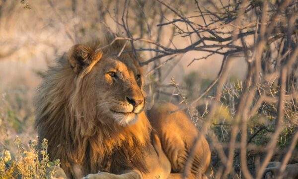 Namibia Bucketlist: Wüsten Glamping & Safari Roadtrip