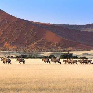 Namibia Abenteuer: Desert Glamping & Safari Roadtrip