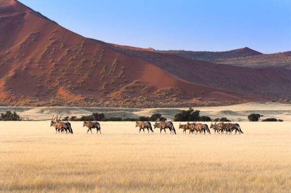 Namibia Abenteuer: Desert Glamping & Safari Roadtrip
