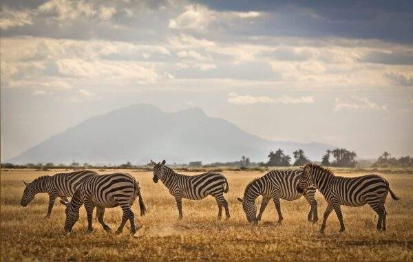 Kenia & Tansania: Wildlife Glamping trifft Inselparadies