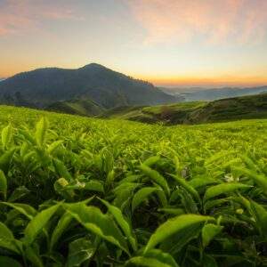 Mystic Malaysia: Heilige Höhlen & magisches Hochland