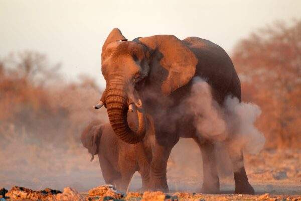 Namibia Roadtrip: Wildlife Lodges & Safari Adventure