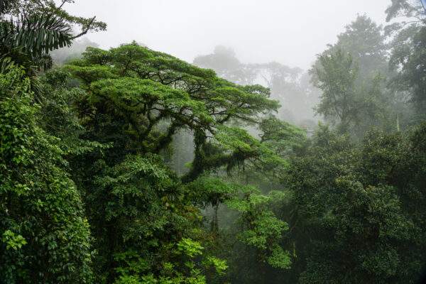 Costa Rica Bucketlist: Jungle Nights & Pura Vida!
