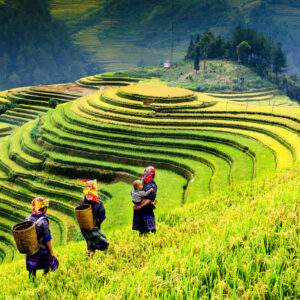 Vietnam Intense: Local Insights & Nature Wonders