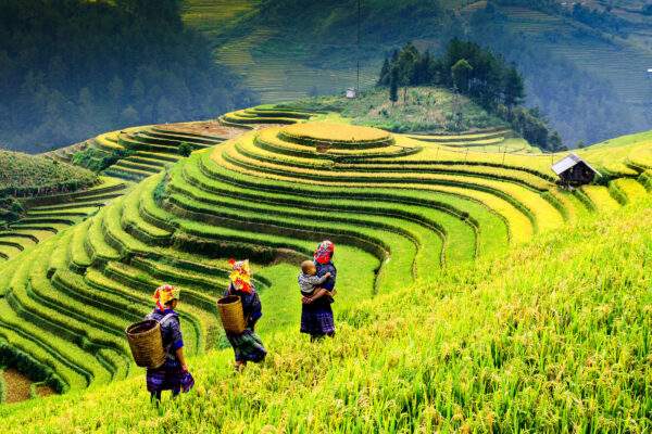 Vietnam Intense: Local Insights & Nature Wonders