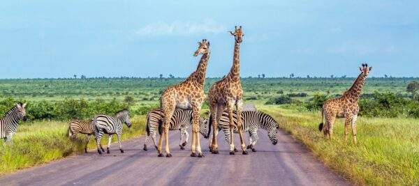Südafrika Roadtrip: Abenteuer zwischen Krüger, Kap & Küste