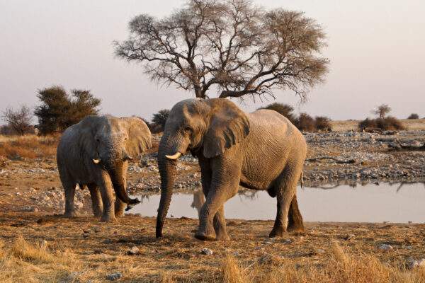 Namibia Roadtrip: Wildlife Lodges & Safari Adventure