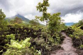 Costa Rica Roadtrip: Jungle Nights & Pura Vida!