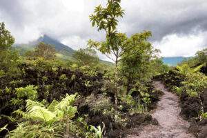 Costa Rica Roadtrip: Jungle Nights & Pura Vida!