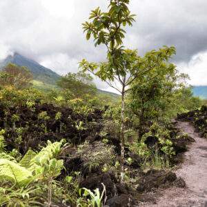 Costa Rica Roadtrip: Jungle Nights & Pura Vida!