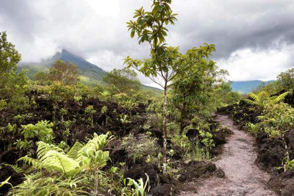 Costa Rica Roadtrip: Jungle Nights & Pura Vida!