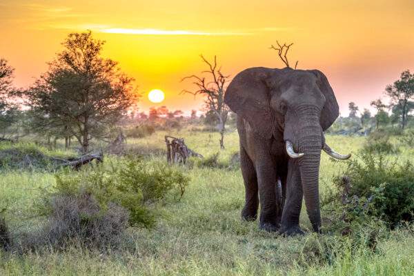Südafrika Roadtrip: Abenteuer zwischen Krüger, Kap & Küste