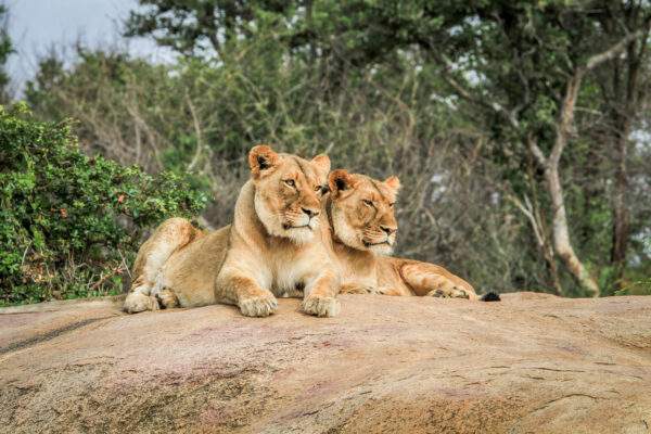 Südafrika Roadtrip: Auf der Garden Route zu den Big Five