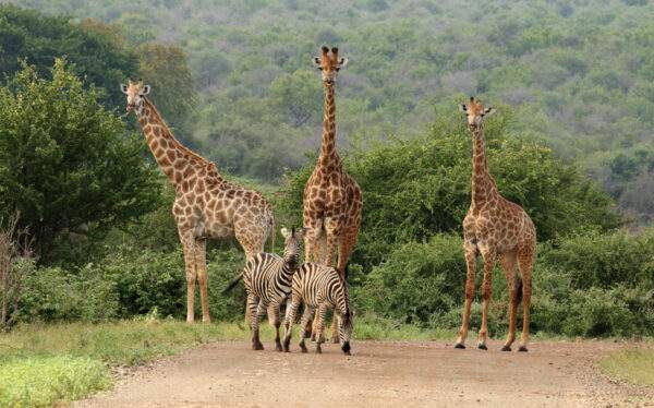 Südafrika Roadtrip: Wildlife Glamping & Safari Adventure