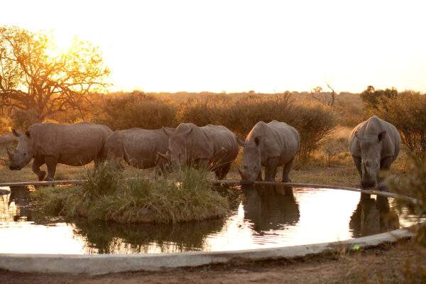 Südafrika & Eswatini: Glamping Roadtrip zu den Big Five
